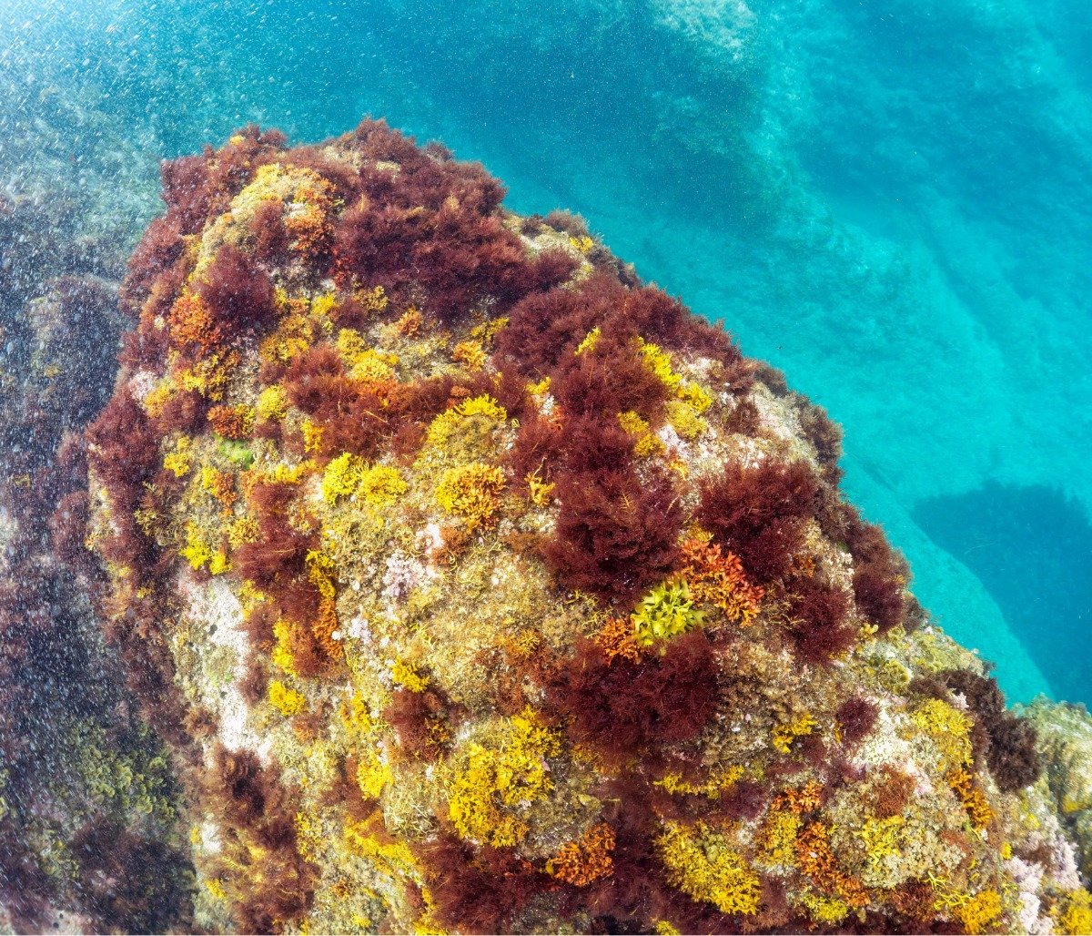 El potencial de las algas como purificadoras de agua
